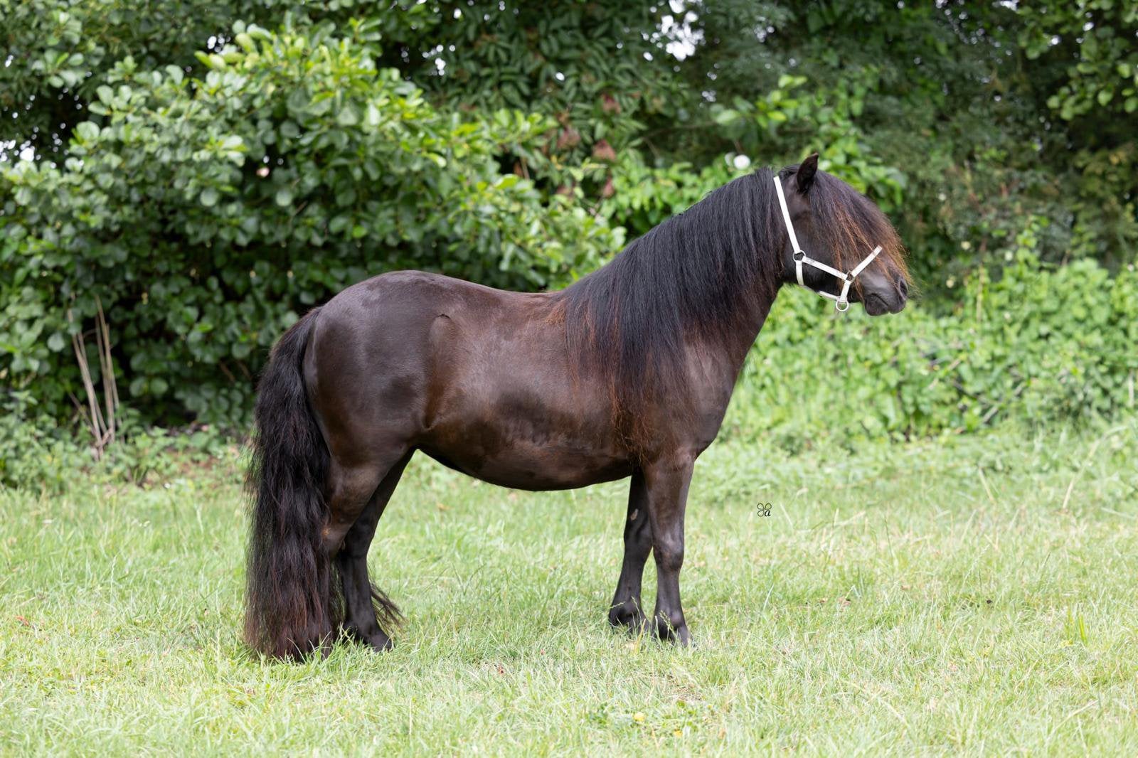 Mooie 4jarige shetlander, Dieren en Toebehoren, Pony's, Merrie, Met stamboom, Niet van toepassing, A pony (tot 1.17m)