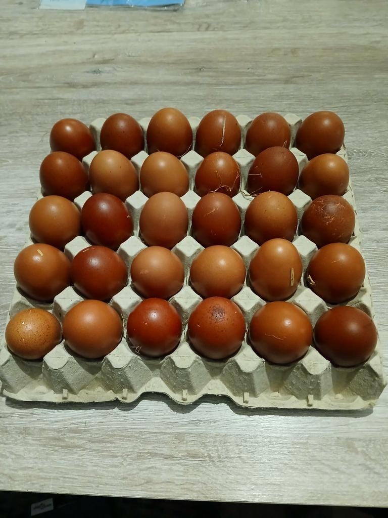 Broedeieren marans zwart koper, Dieren en Toebehoren, Pluimvee