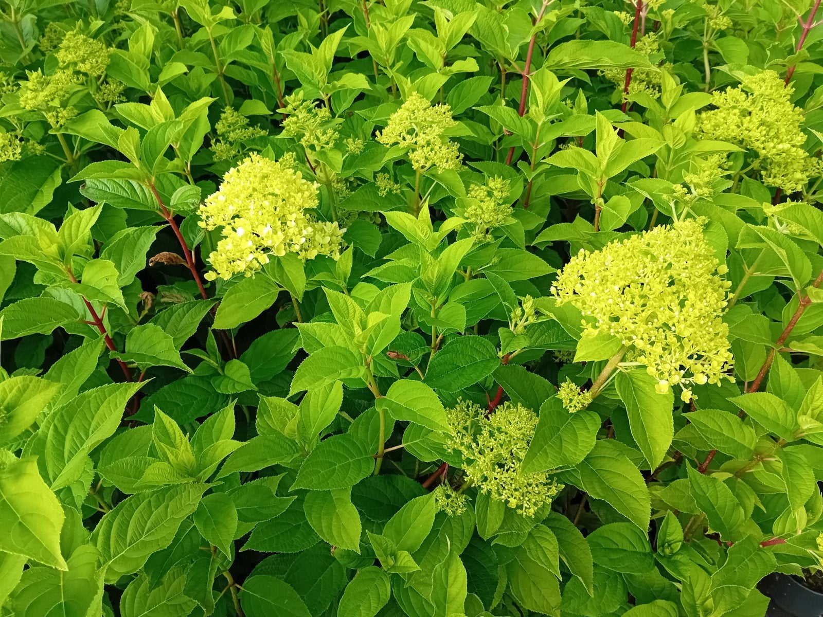 pluimhortensia, Tuin en Terras, Ophalen