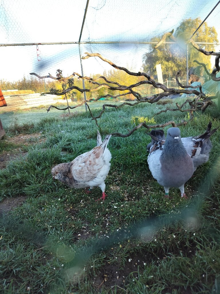 3 kingduiven, Dieren en Toebehoren, Geslacht onbekend, Overige soorten