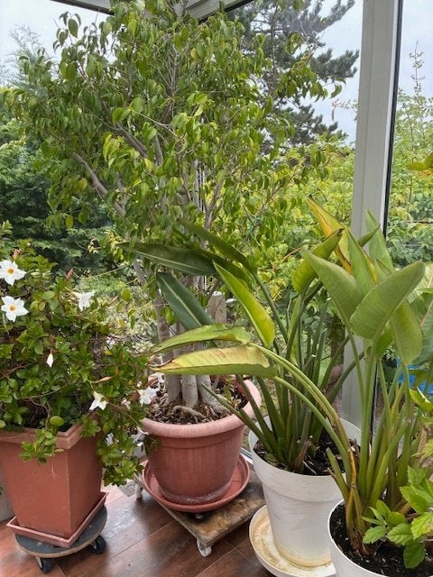 Plantes exotiques vivaces en pots, Vaste plant, Bloeit niet, Halfschaduw, Ophalen