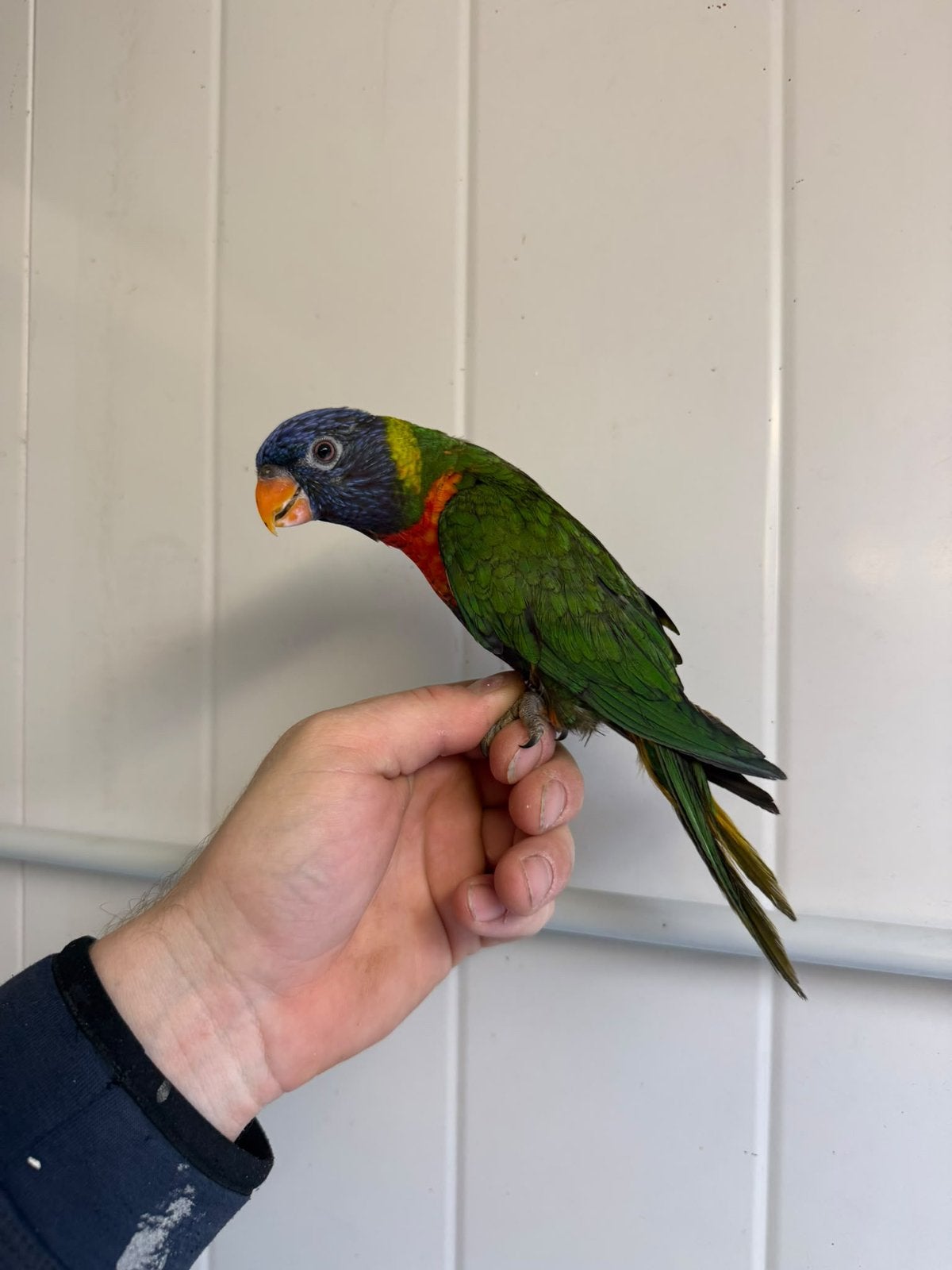 Tamme lori van de blauwe bergen, Meerdere dieren, Parkiet, Tam