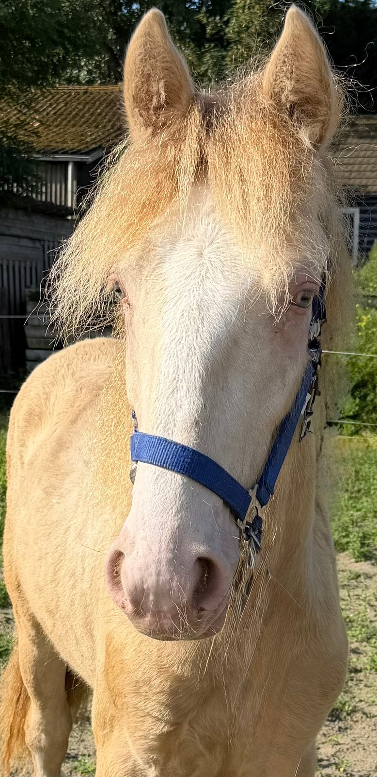 ️ Voor de echte Tinker fans is dit een zeer unieke kans! ️, Dieren en Toebehoren, Pony's, E pony (1.48m - 1.57m), 0 tot 2 jaar