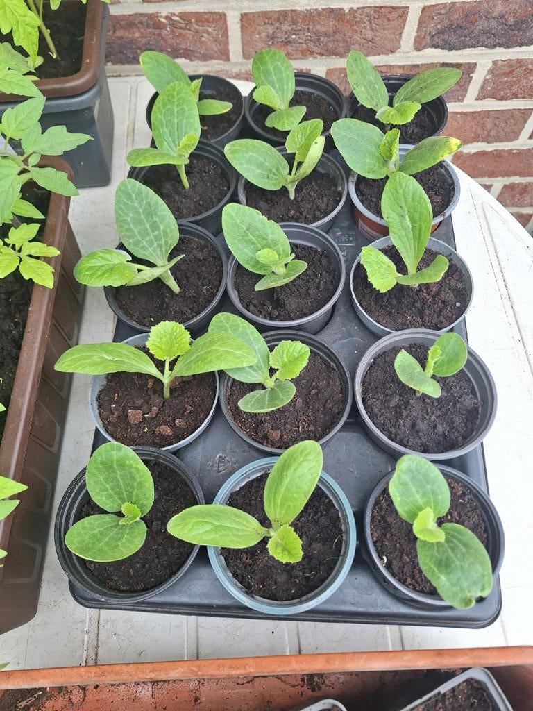 Alle planten beshicbaar, Tuin en Terras, Ophalen of Verzenden