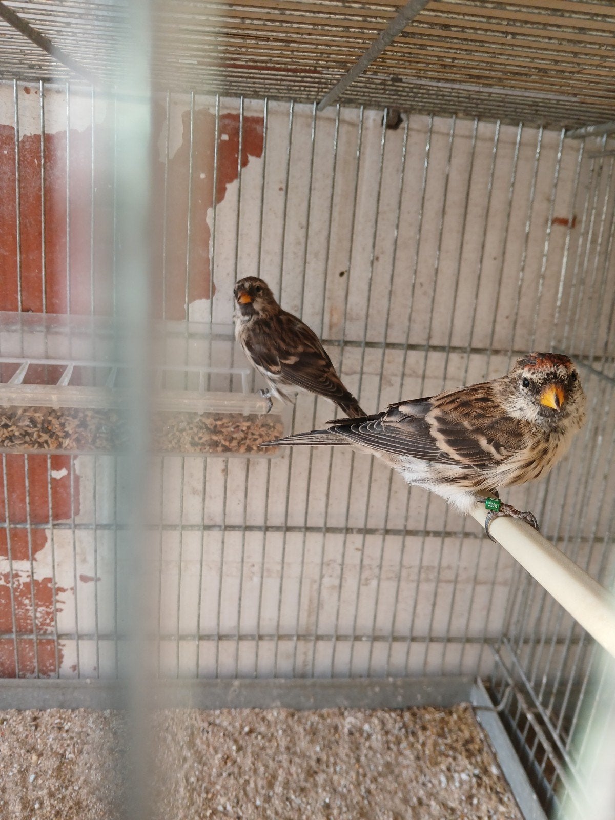 noordse barmsijs 30€, Dieren en Toebehoren, Vogels | Kanaries
