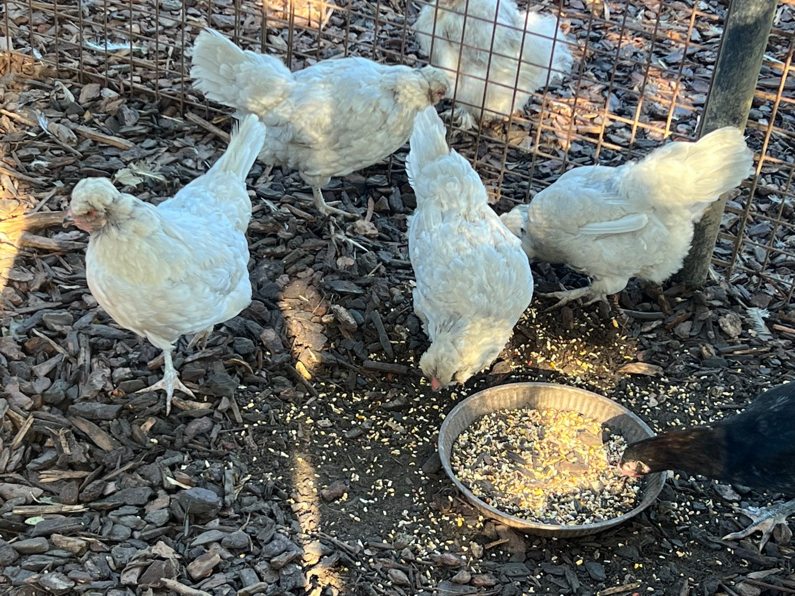 Britse araucana lavendel kleur groep., Dieren en Toebehoren, Meerdere dieren, Kip