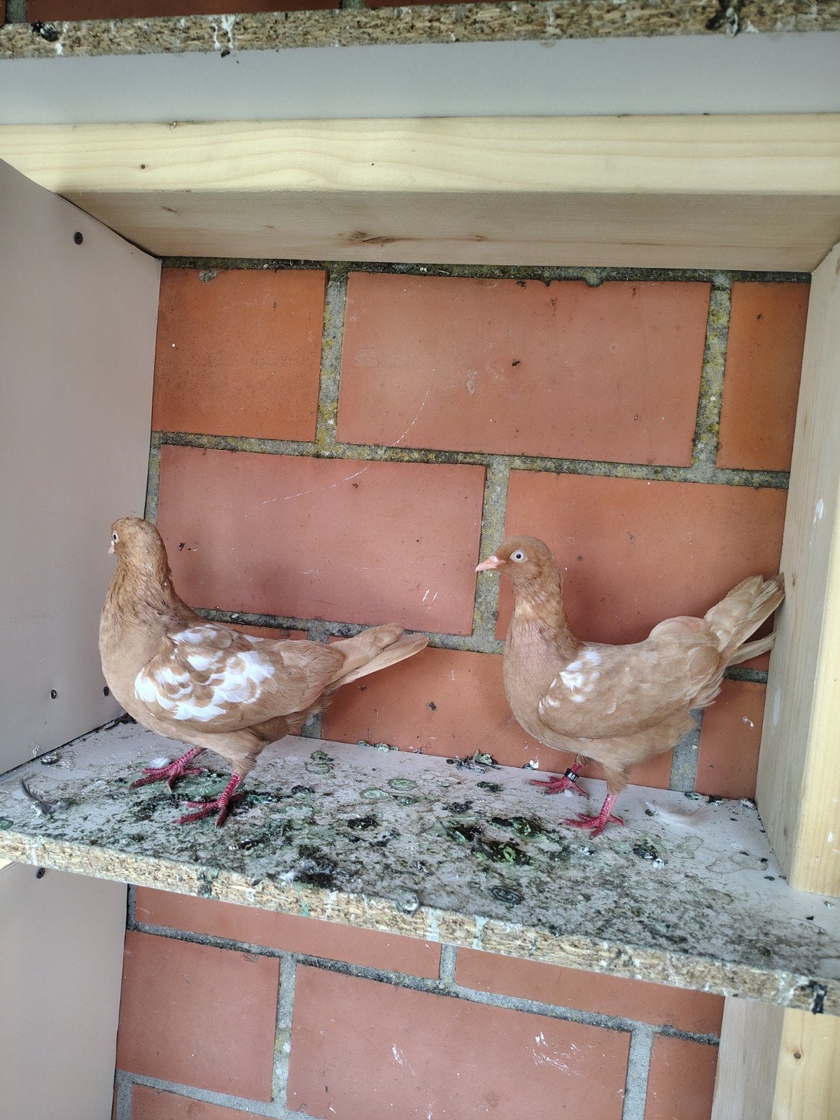 Pigeons à vendre ou à échanger