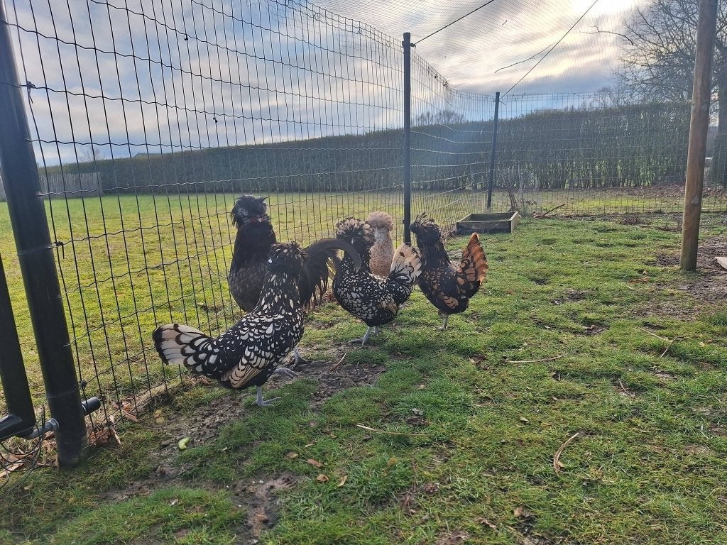 Padua toom te koop, Dieren en Toebehoren, Meerdere dieren, Kip
