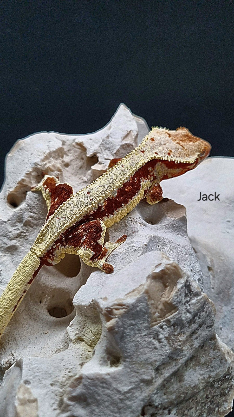 Wimpergekko Rode lw man RTB, Dieren en Toebehoren