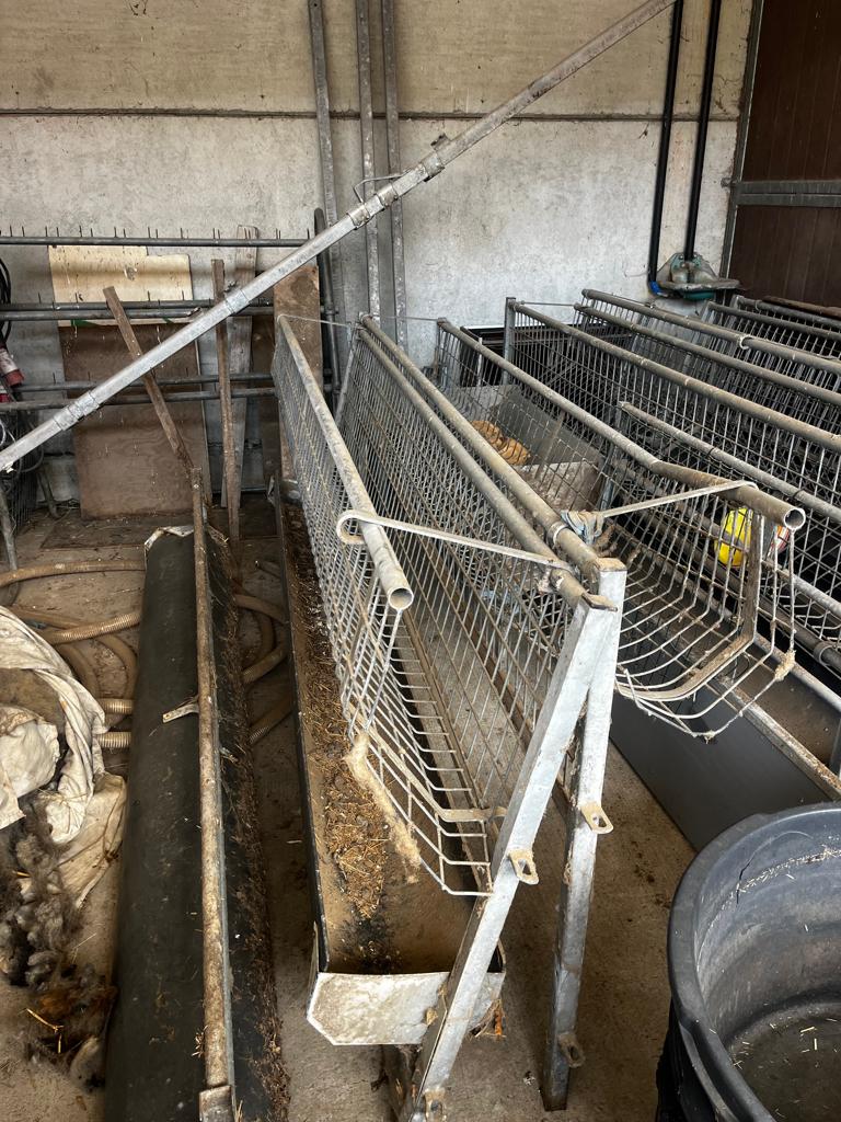 hooiruif schapen stal, Schaap
