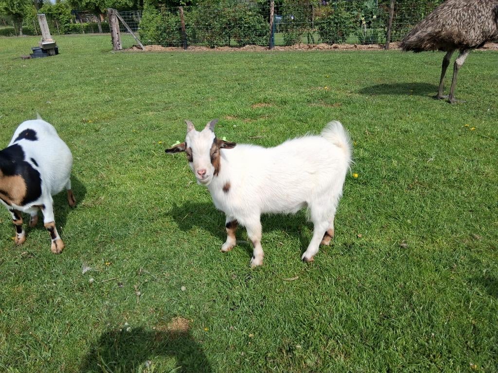 Dwergeit bokje, Dieren en Toebehoren, Schapen, Geiten en Varkens