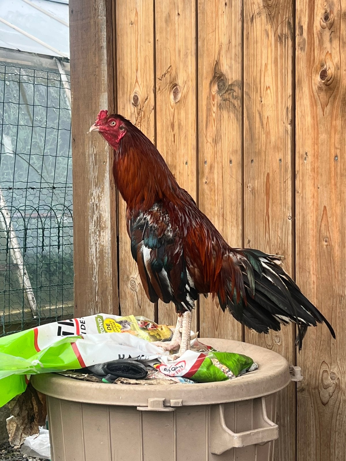 Koppel shamo (aseel), Dieren en Toebehoren, Pluimvee, Meerdere dieren, Kip