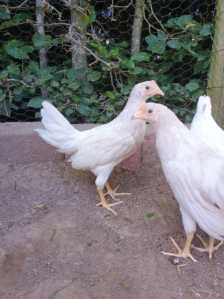 witte leghorn hen/hennen met zwarte vlekjes te koop, Dieren en Toebehoren, Vrouwelijk, Kip