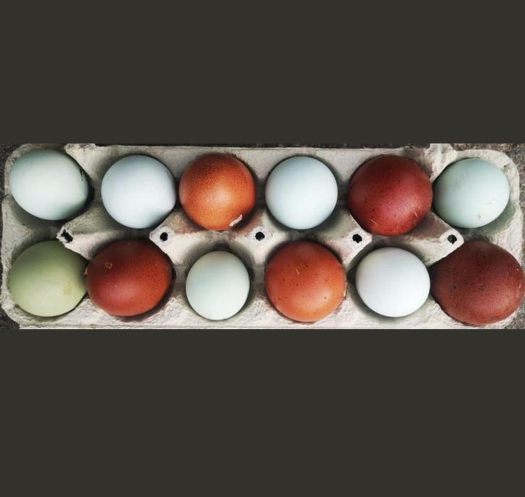 Bevruchte eieren, Dieren en Toebehoren, Pluimvee