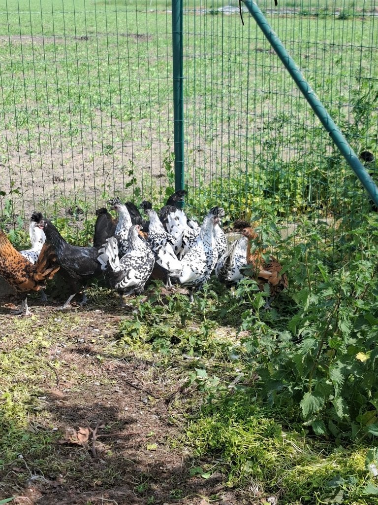 Spitskuif, Dieren en Toebehoren, Pluimvee, Meerdere dieren, Kip