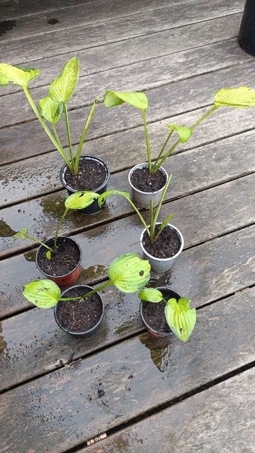 Hosta plantjes, schaduw plant , vanaf 1,75 euro, Vaste plant, Halfschaduw, Zomer, Ophalen