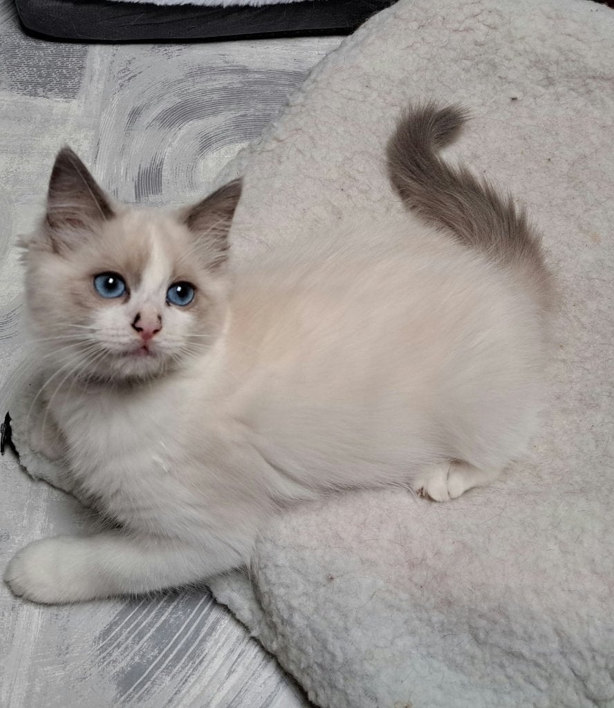 ragdoll kitten, Dieren en Toebehoren, Poes, Met stamboom, 0 tot 2 jaar