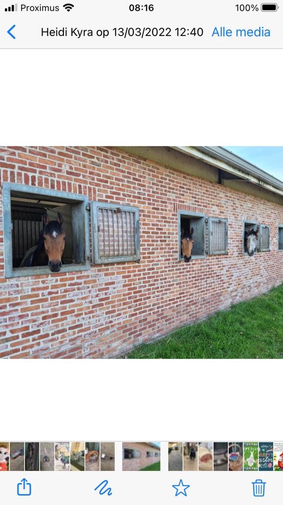 1 stal te huur vanaf 1juli te Beerzel, B