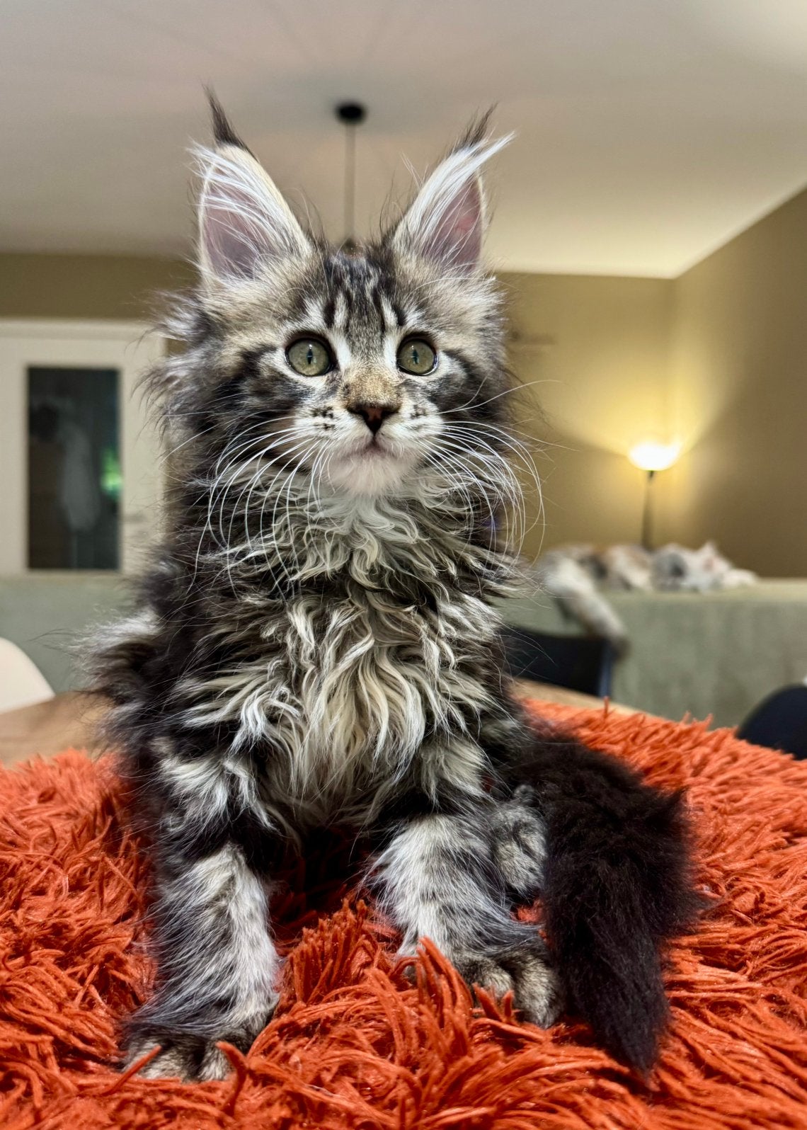 Little Chocolate Beauty — Tabby noir/brun, Chatte ou Chat, Avec pedigree, 0 à 2 ans