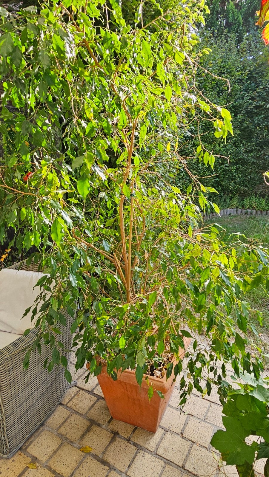 Grande plante d'intérieur Ficus, Jardin & Terrasse, Enlèvement, Arbuste, 100 à 250 cm