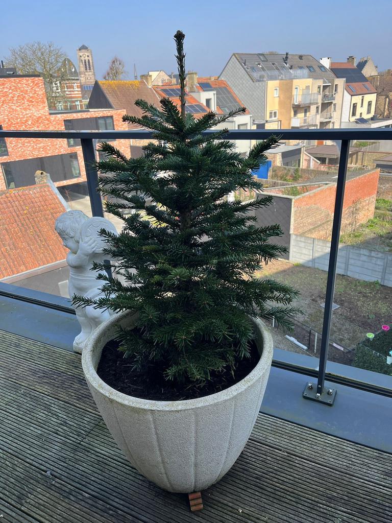 Grote stenen bloempot met spar, Tuin en Terras, Tuinbeelden, Ophalen
