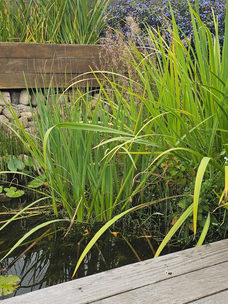 Vijverplanten, Jardin & Terrasse, Enlèvement, Neuf