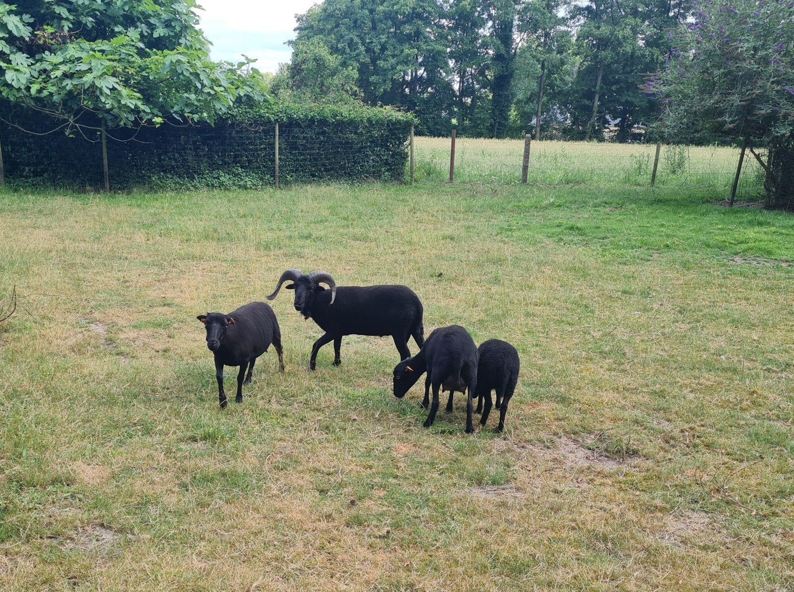 Ouessant ram te ruilen