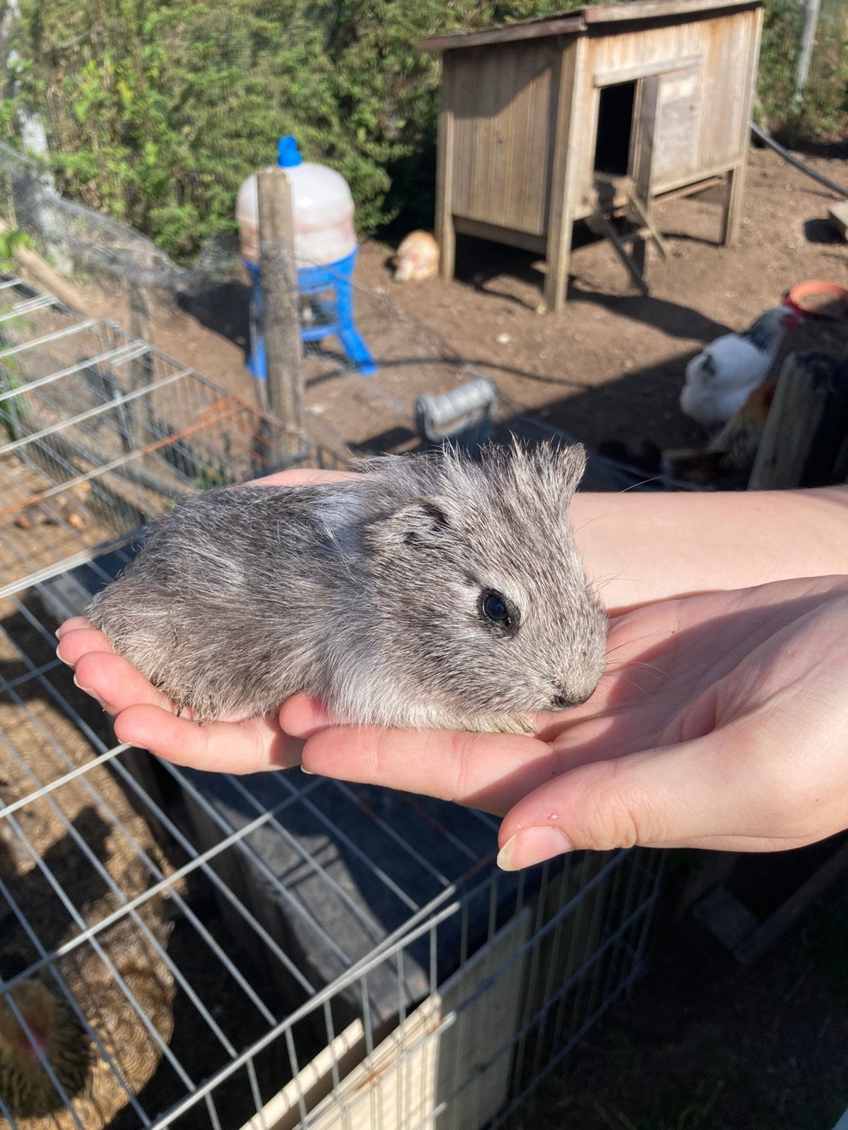 Cavia beertje, Animaux & Accessoires, Rongeurs, Août, Mâle, Cobaye