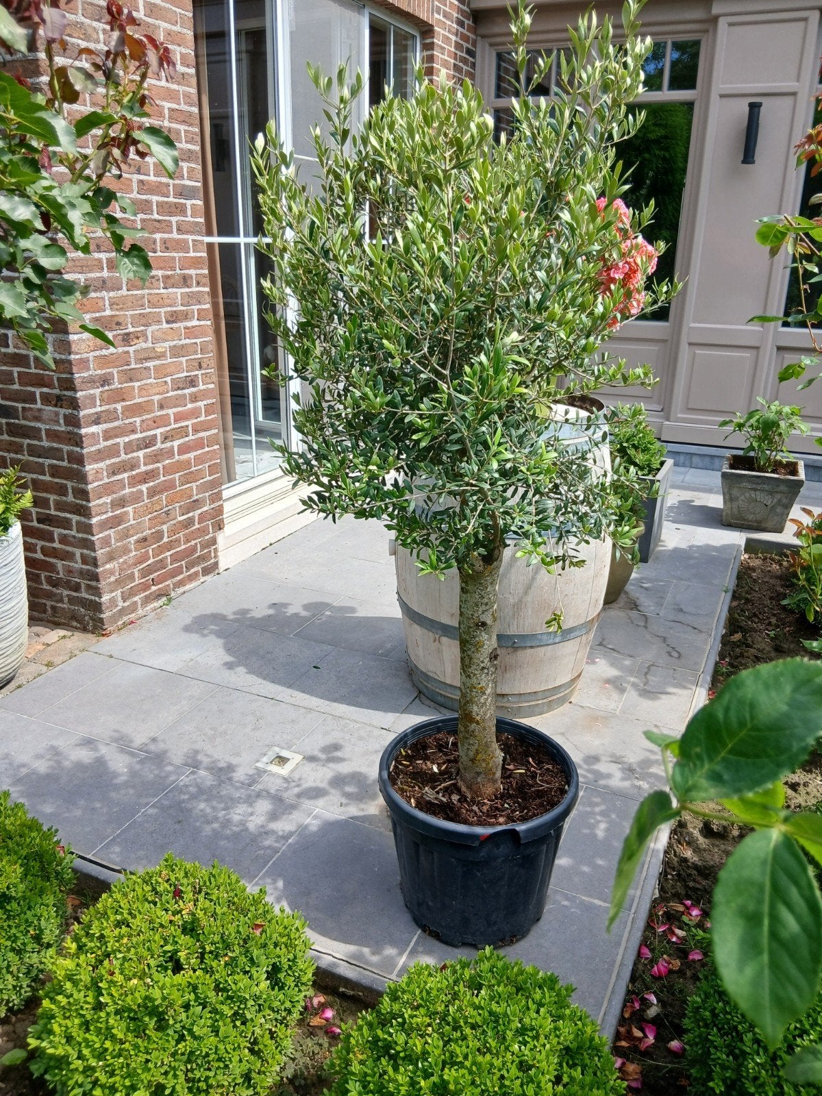 ‼️olijfbomen olea europaea aan promoprijzen ‼️, Ophalen