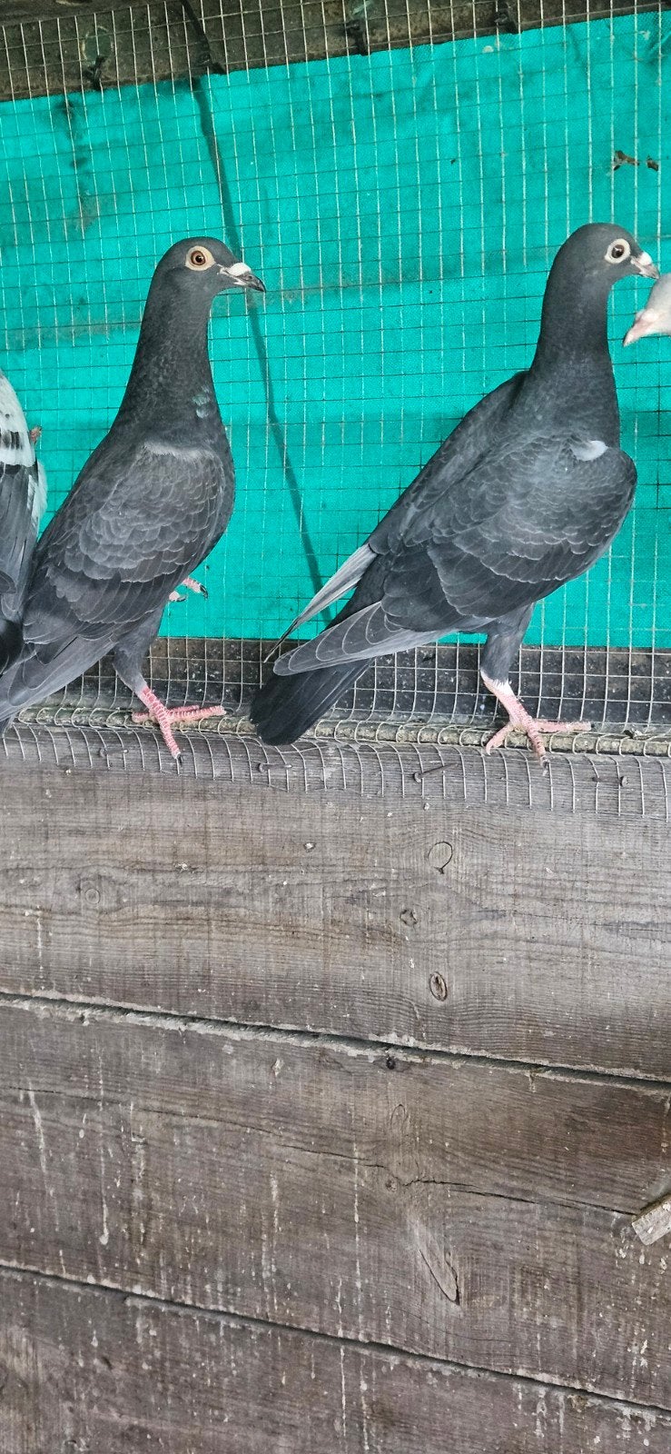 6 jonge postduiven en 2 koppels samen voor 75 euro, Animaux & Accessoires, Oiseaux | Pigeons