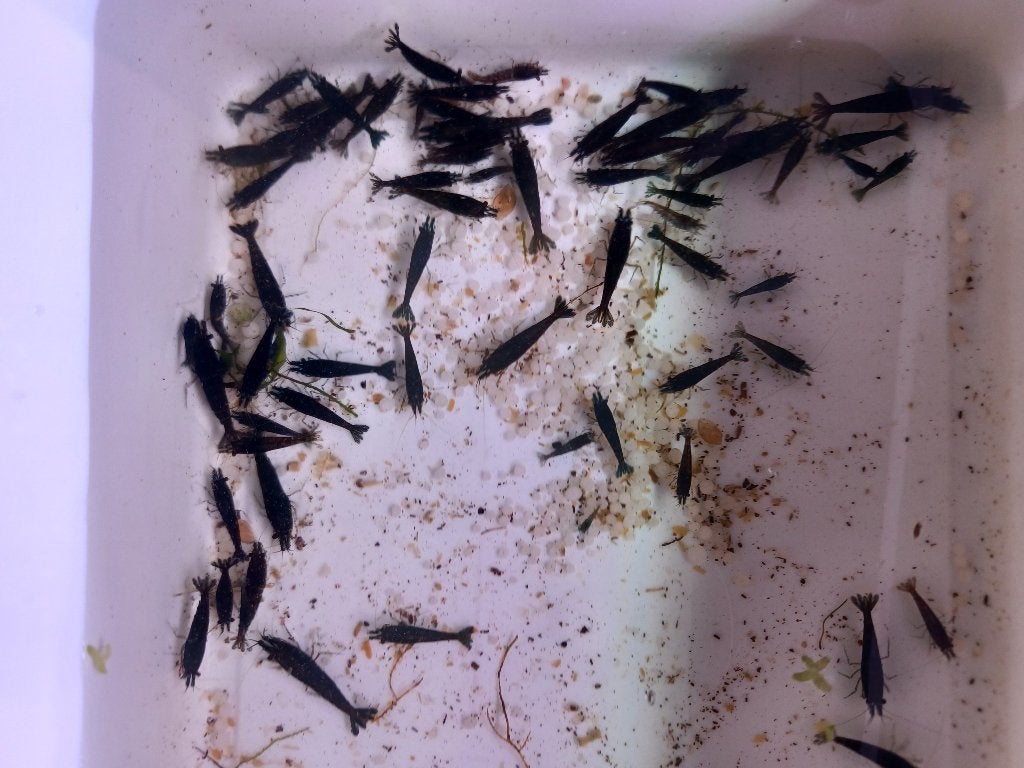 Neocaridina Black Rose, Dieren en Toebehoren, Vissen | Aquariumvissen, Kreeft, Krab of Garnaal, Zoetwatervis, Schoolvis