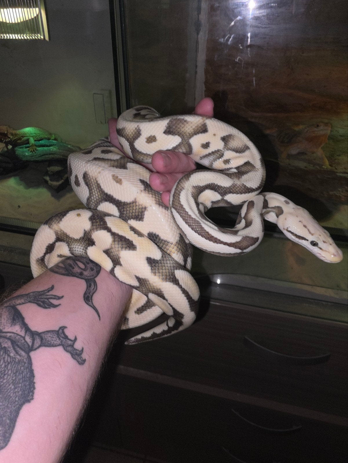 verschillende prachtige koningspythons! Ball Python photo 13