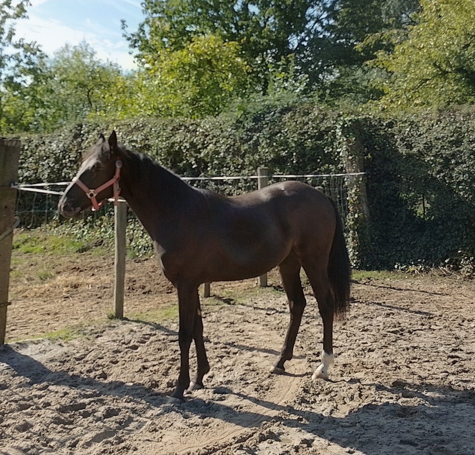 mooie merrie ( appaloosa)