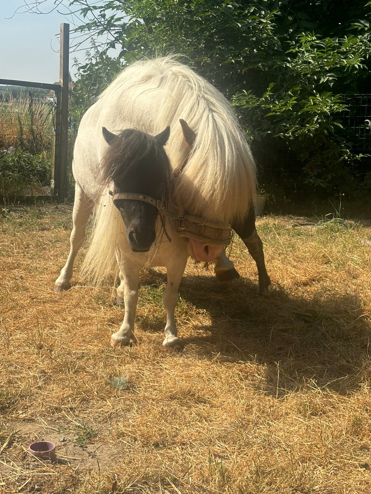 Très petite jument à feuilles complètes (60), Animaux & Accessoires, Jument, Poney de récréation, Avec puce électronique