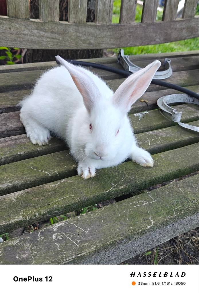 Jonge vlees konijnen, Dieren en Toebehoren, Konijnen