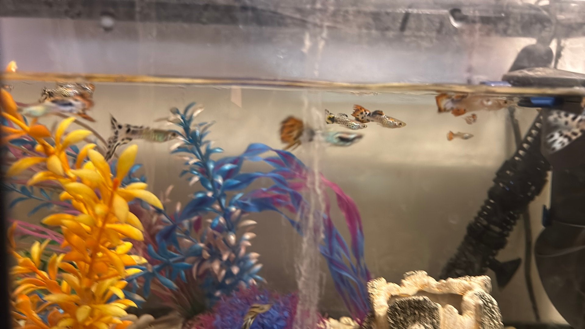 Guppy mannetjes, Dieren en Toebehoren, Vis
