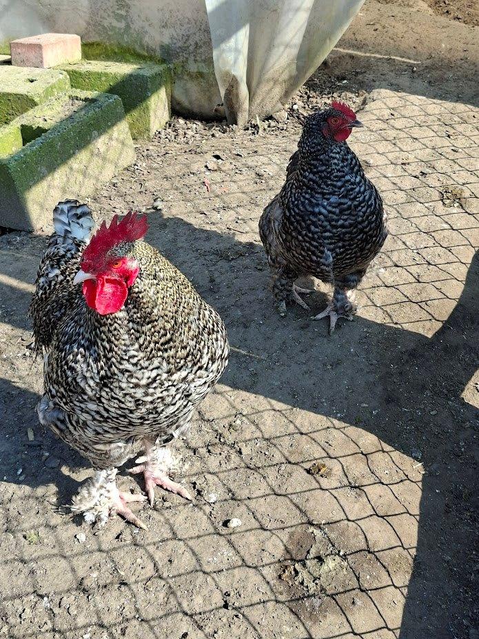 coucou Tom Mechelen, Animaux & Accessoires, Volatiles, Poule ou poulet, Sexe inconnu