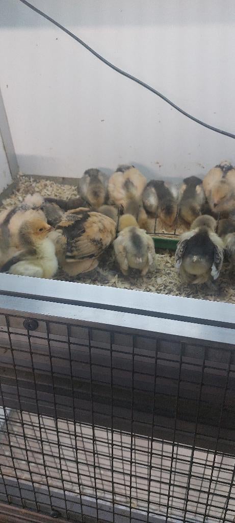 Kuikens brahma kriel, Dieren en Toebehoren, Pluimvee, Geslacht onbekend, Kip