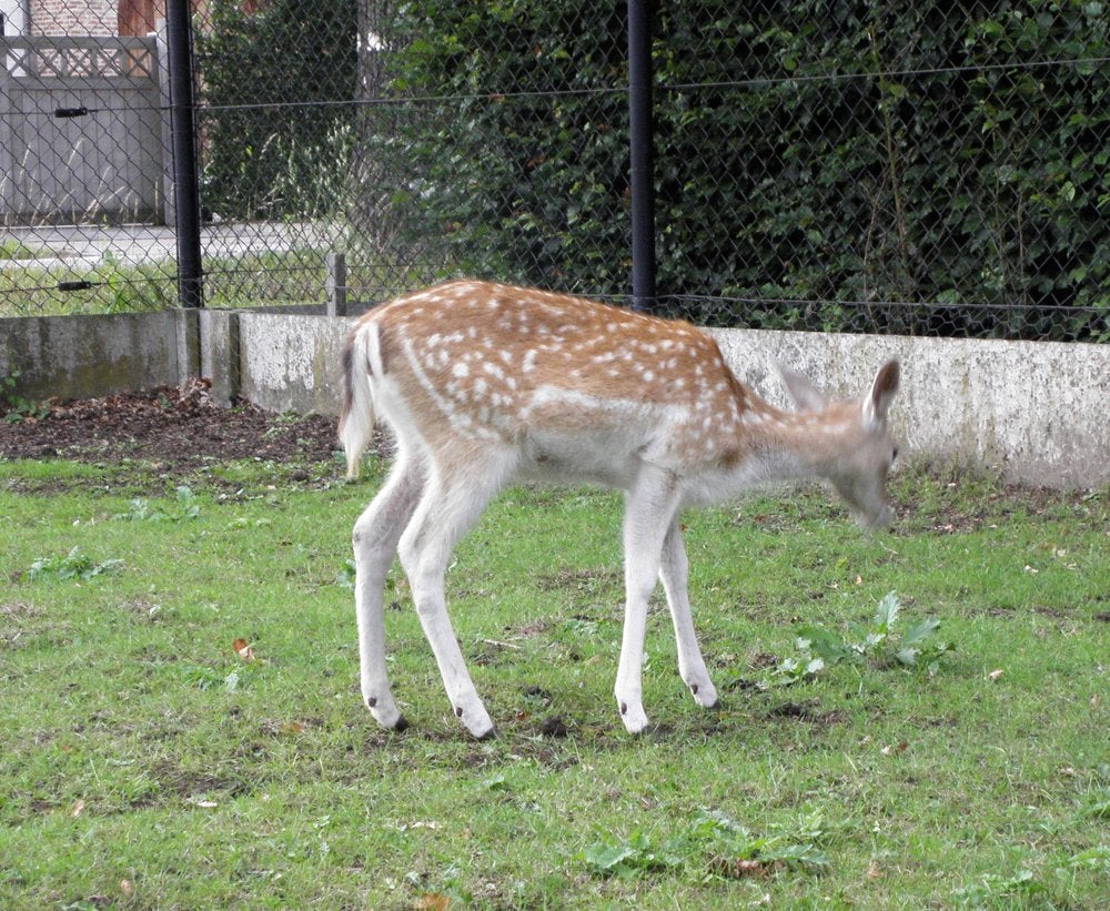 KOPPEL damherten ( Hinde + Bokje - 1 jaar ), Plusieurs animaux, 0 à 2 ans