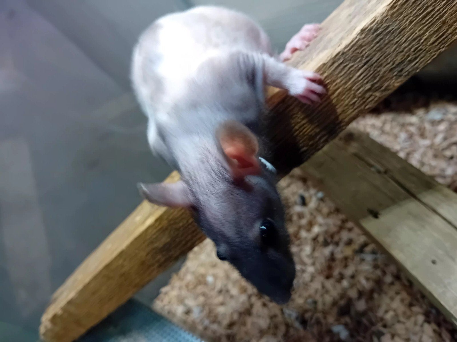 naakt ratje mannelijk met bak waar hij in leeft, Overige soorten, Met terrarium, 0 tot 2 jaar