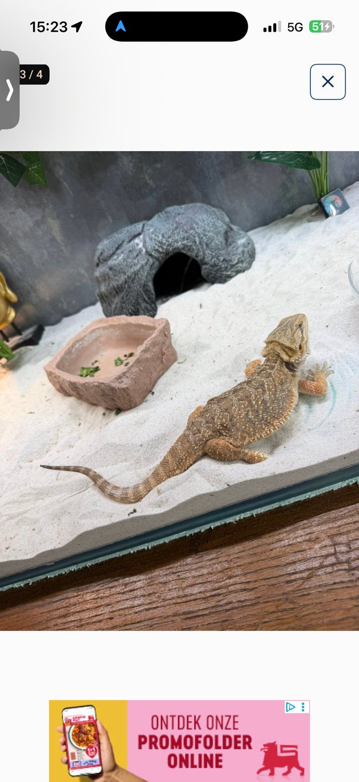 2 vrouwlijke baardagamen met alles inbegrepen, Dieren en Toebehoren, Overige soorten, Met terrarium, 0 tot 2 jaar