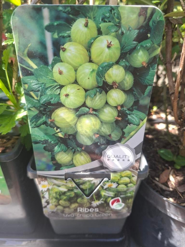 Assortiment kleinfruit, Ophalen
