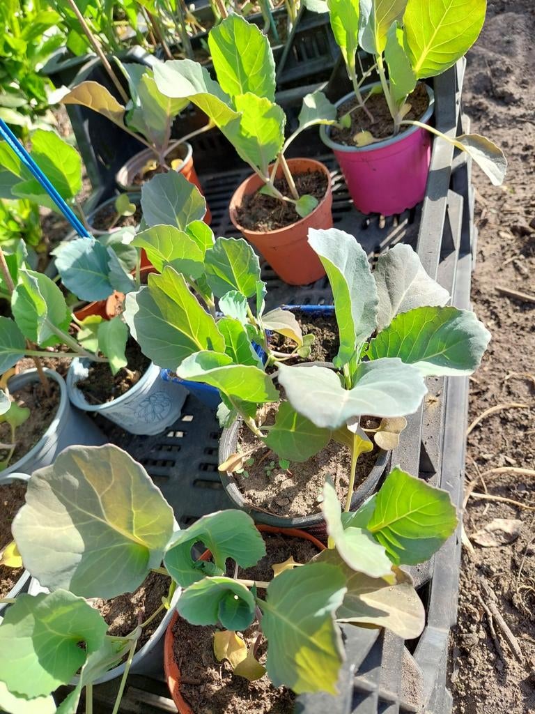 spitskool plantjes, Ophalen