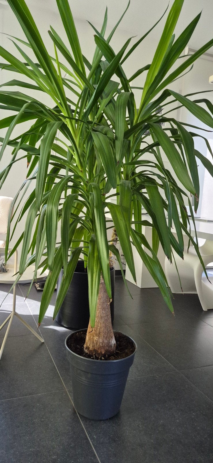 Grote Yucca elephantipes  – ± 2 meter hoog – 3 stammen, Ophalen, Yucca