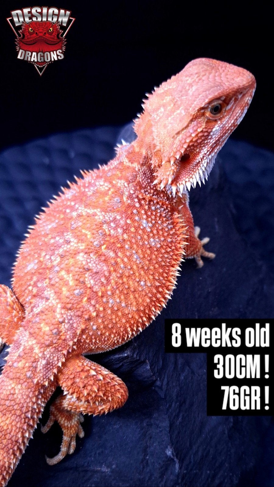 50% Red Monster Hypo het. Translucent
Baardagaam Man, Dieren en Toebehoren, Reptielen en Amfibieën