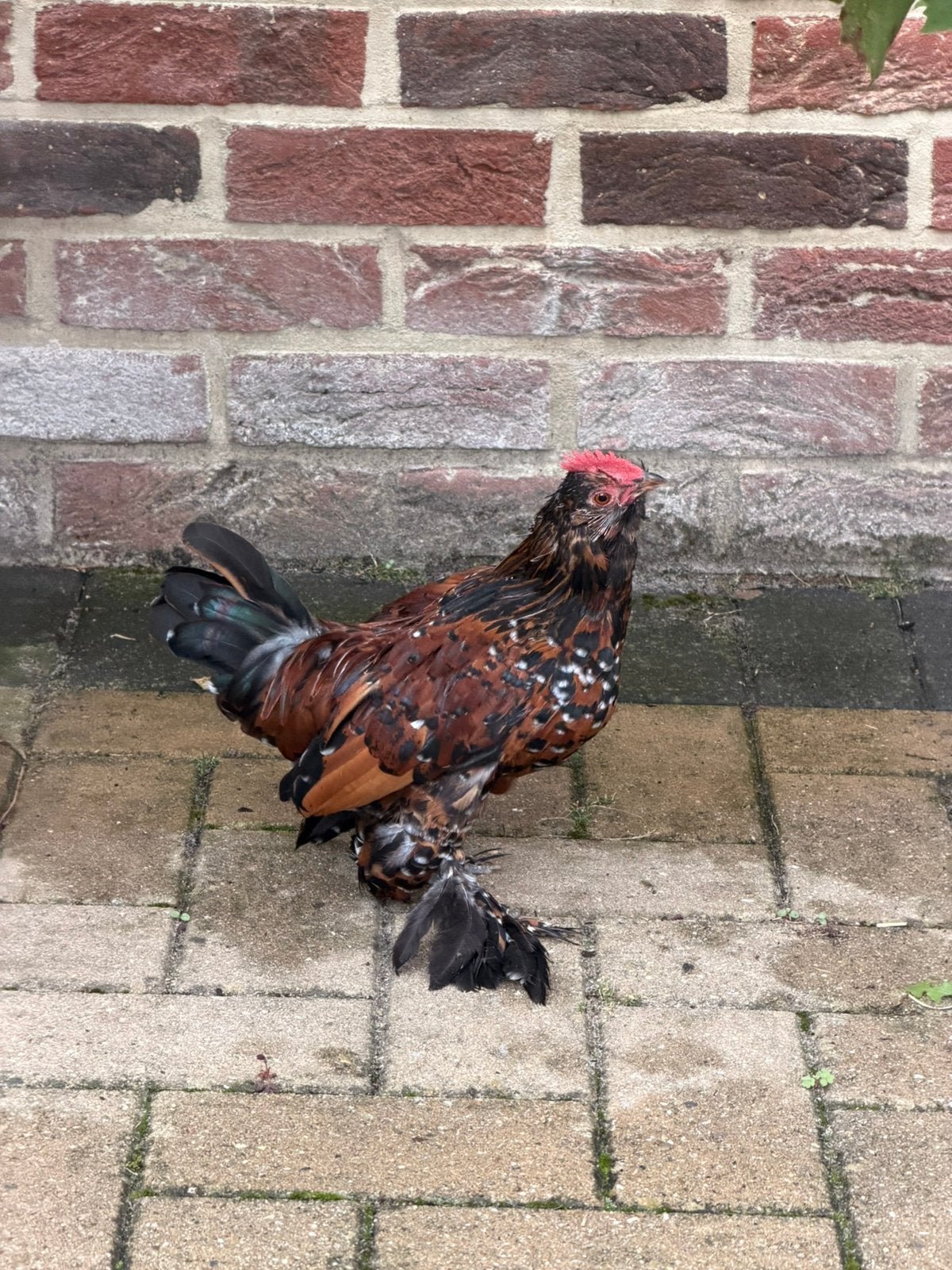 Ukkelse baardkriel haantjes, Mâle, Poule ou poulet