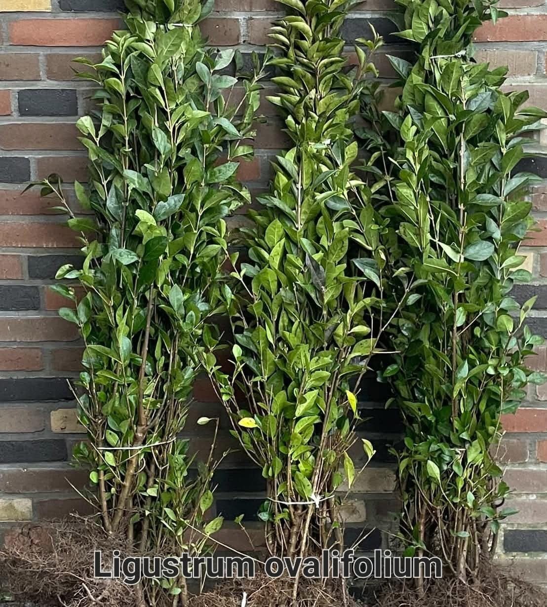 ‼️Ligustrum Ovalifolium aan promoprijzen ‼️, Jardin & Terrasse, Enlèvement, Haie de hêtre