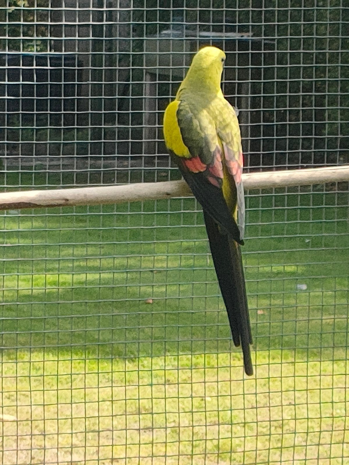 bergparkiet, Dieren en Toebehoren, Mannelijk, Parkiet