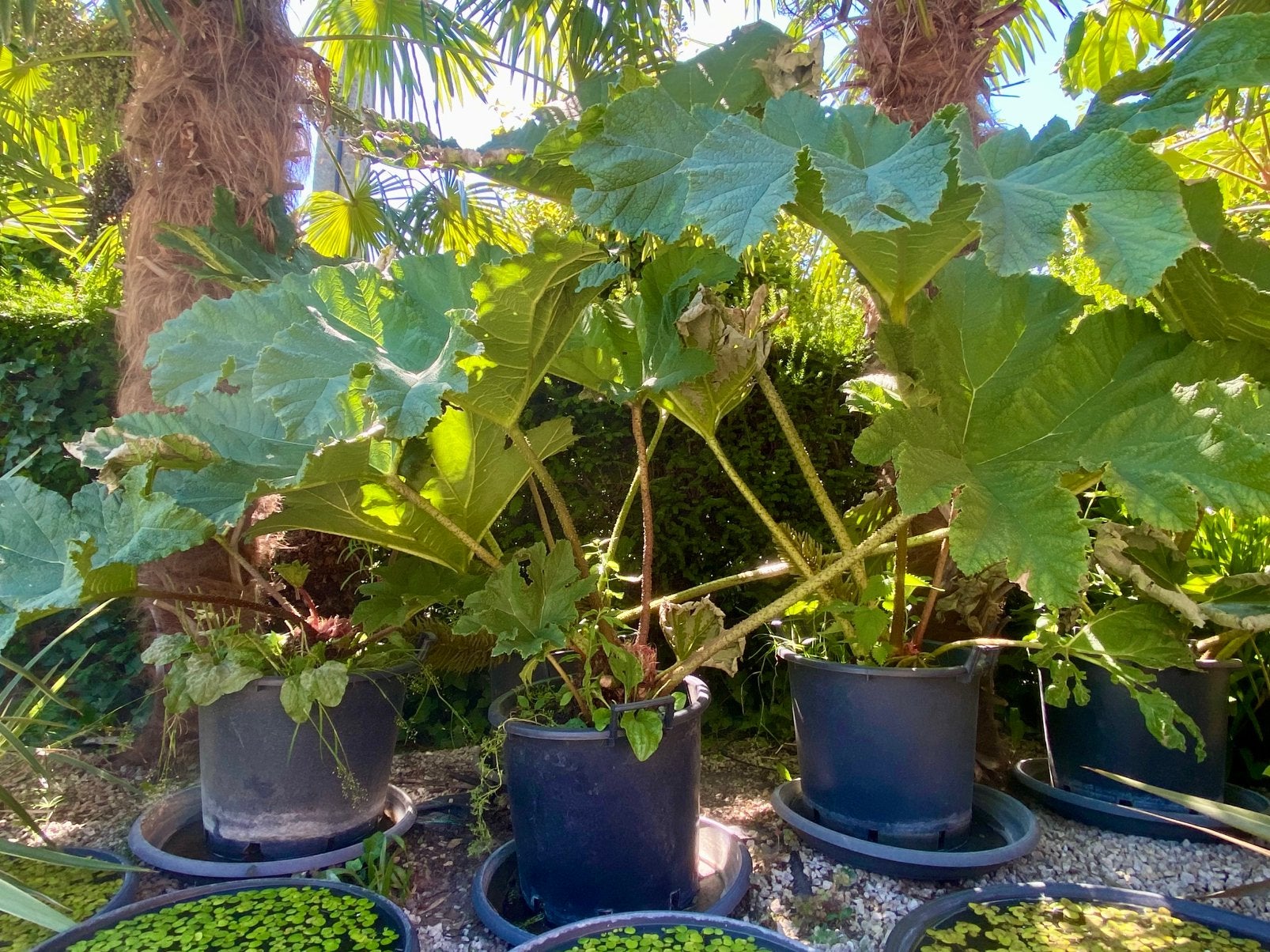Gunnerra manicata, Tuin en Terras, Planten | Tuinplanten, Ophalen