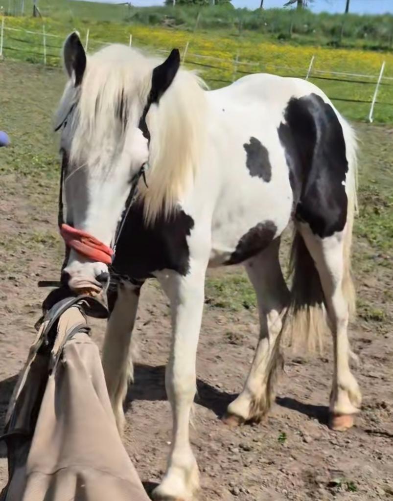 Oogverblinde tinker van 1 jaar ., Dieren en Toebehoren, Paarden, Hengst